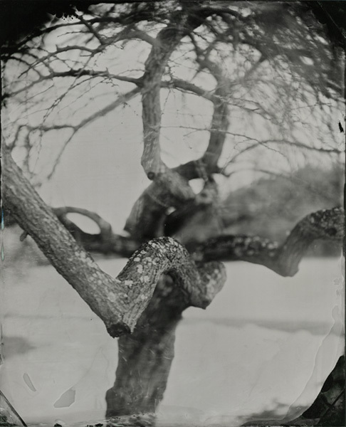 Plum Tree, Connecticut, 2010, 8x10" tintype