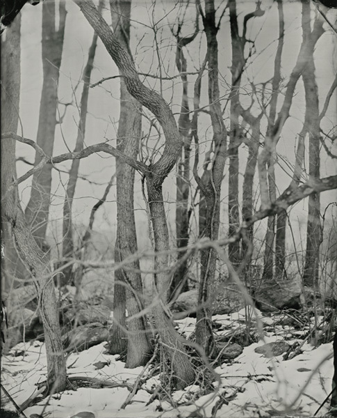 Crooked Tree, Connecticut, 2010, 8x10" tintype