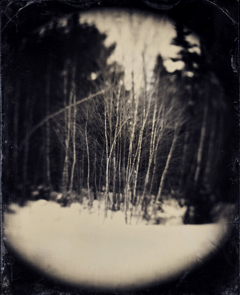 Birch Trees, Maine, 2005, 5x4" tintype