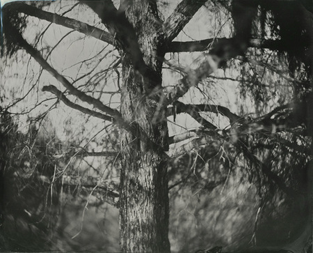 Pine, Connecticut, 2010, 8x10" tintype